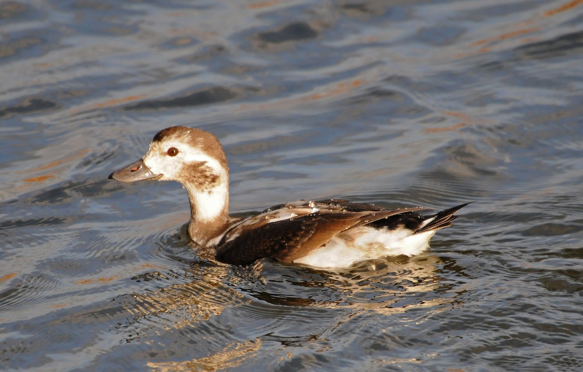 Long-tailed Duck - Steven Mlodinow