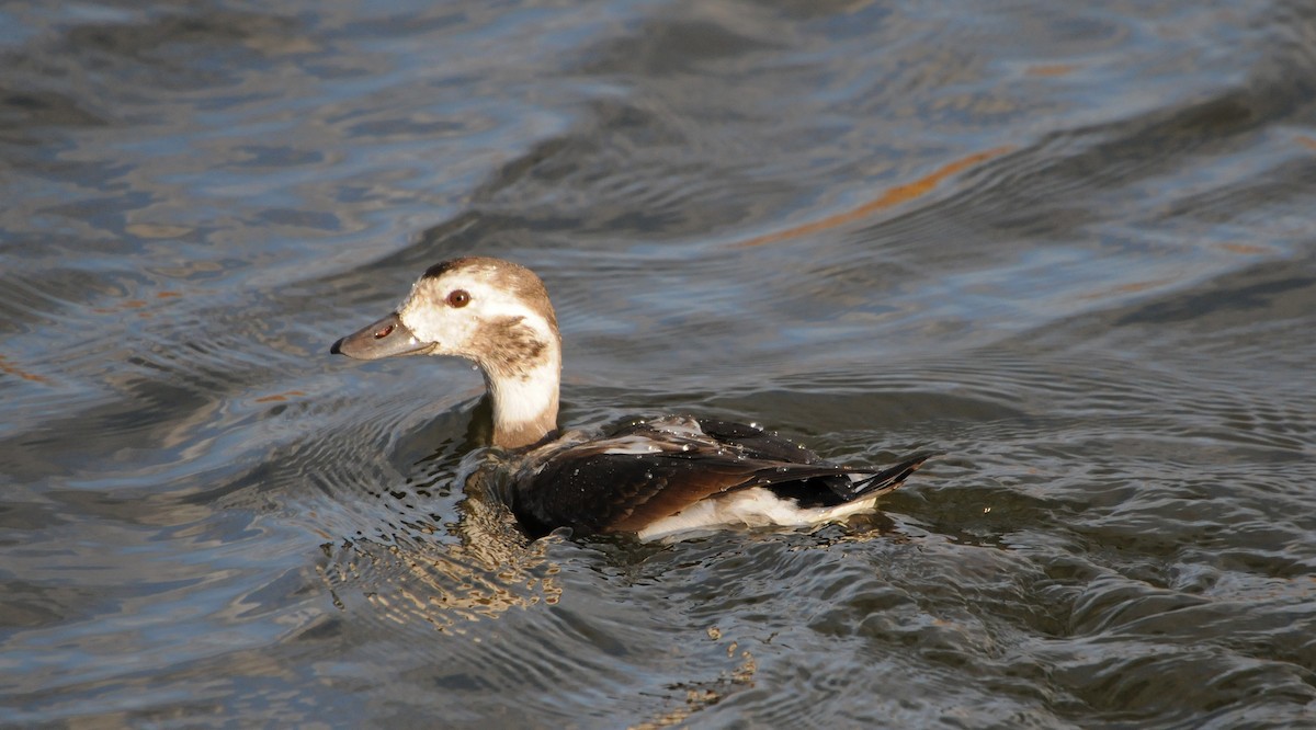 Long-tailed Duck - Steven Mlodinow