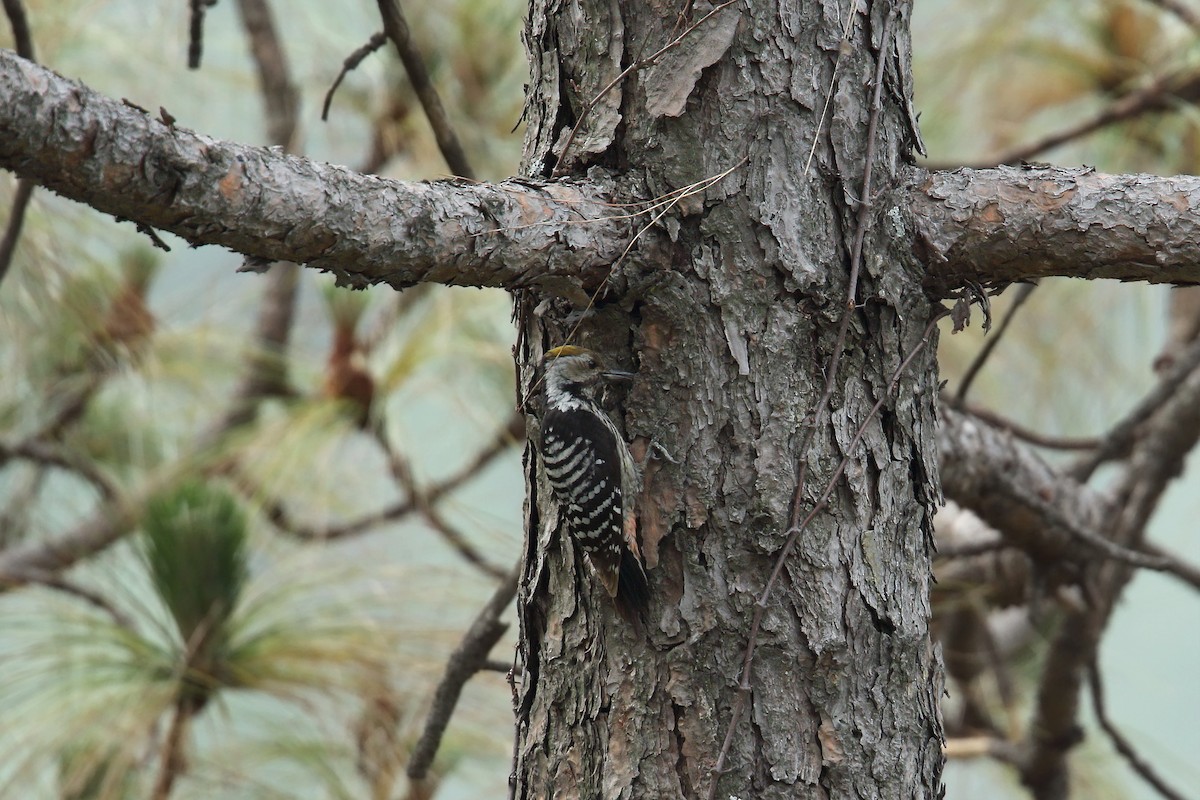 Brown-fronted Woodpecker - ML78941751