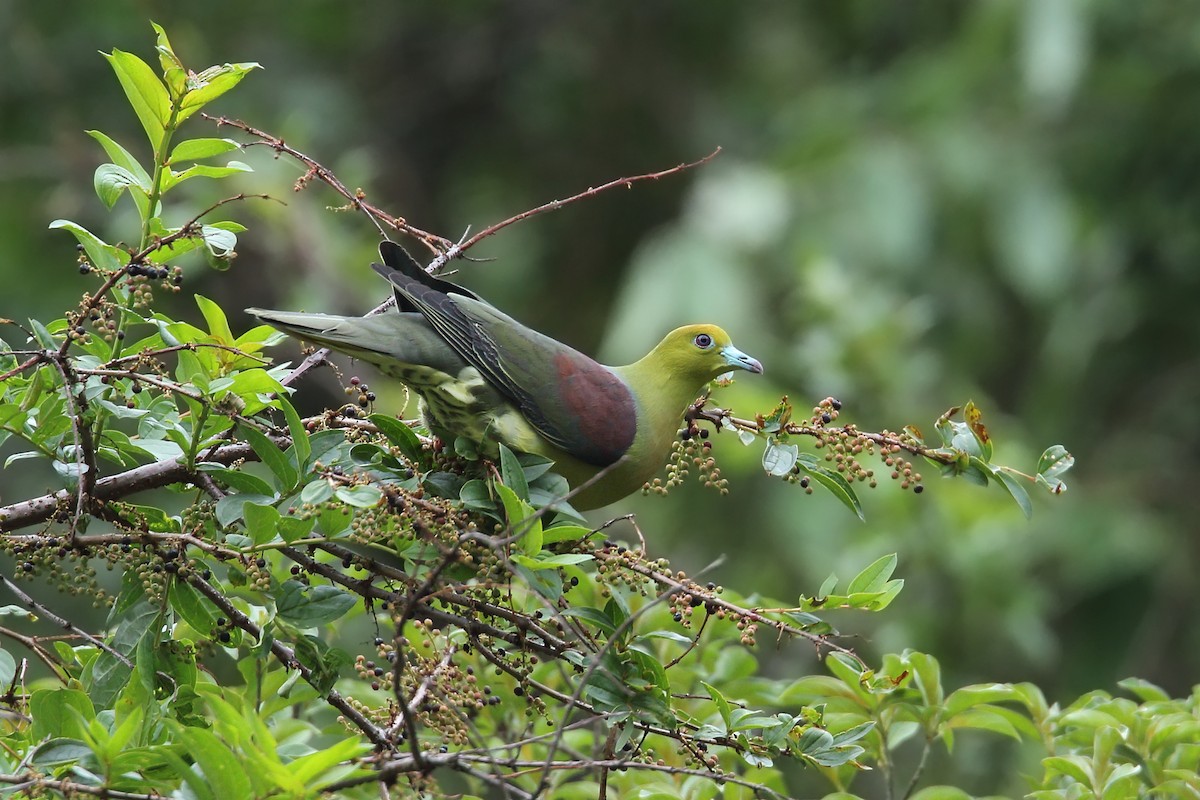 Wedge-tailed Green-Pigeon - ML78941911