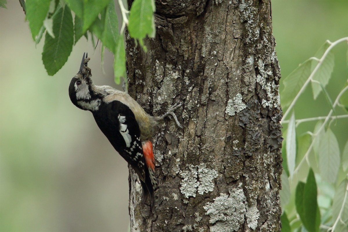 Himalayan Woodpecker - Martjan Lammertink