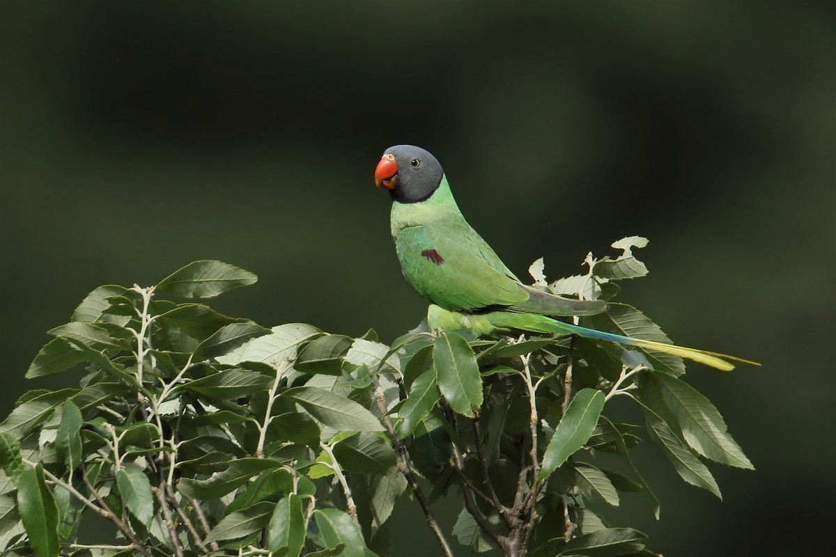 Гималайский кольчатый попугай - ML78941981