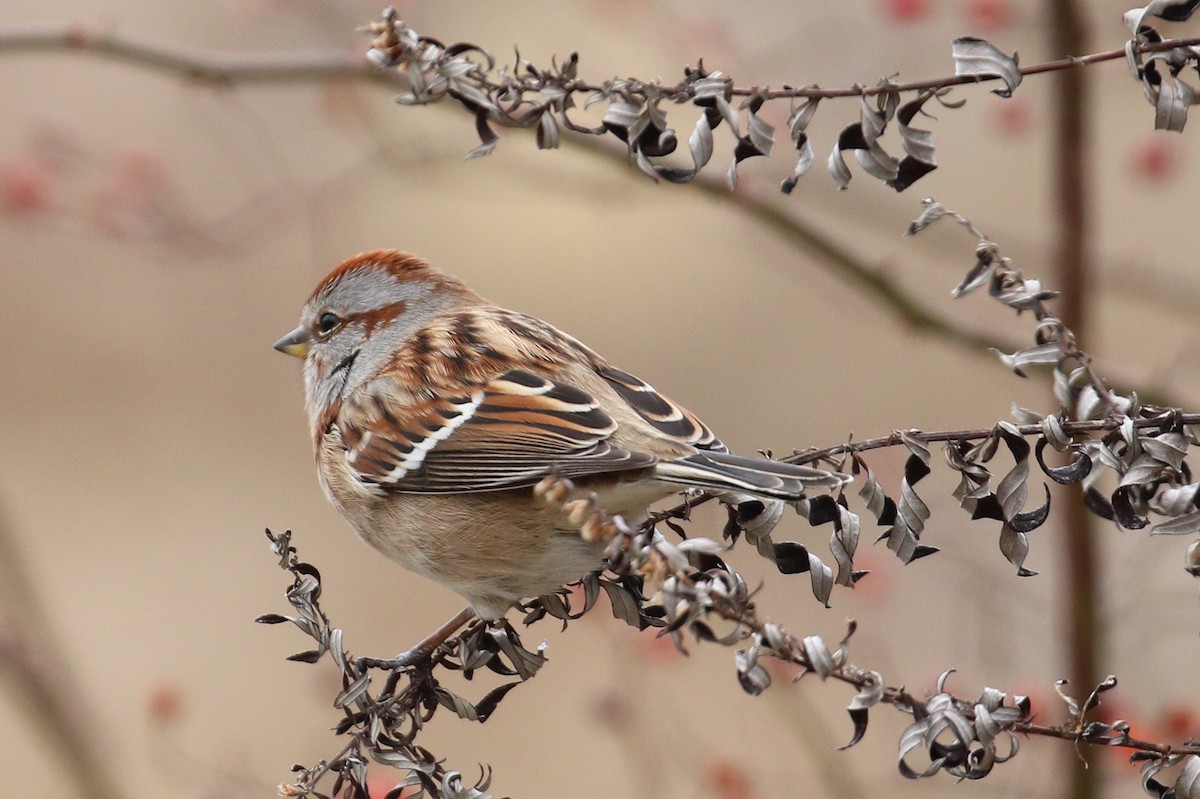 American Tree Sparrow - Howard Patterson