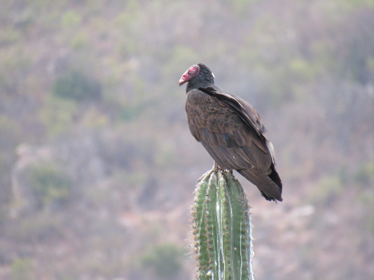 Turkey Vulture - Carlos Gonzalez