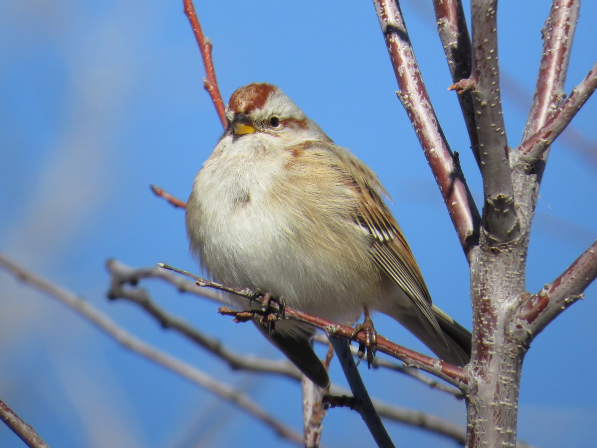 American Tree Sparrow - MI YU