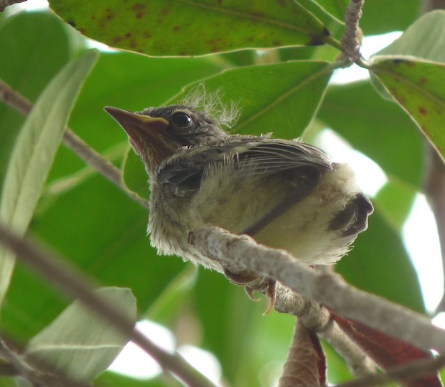 Juvenile of unknown age that may have been force-fledged by a Puerto Rican Racer. - Adelaide's Warbler - 