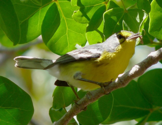 Adelaide's Warbler with unidentified prey, possibly some type of beetle. - Adelaide's Warbler - 