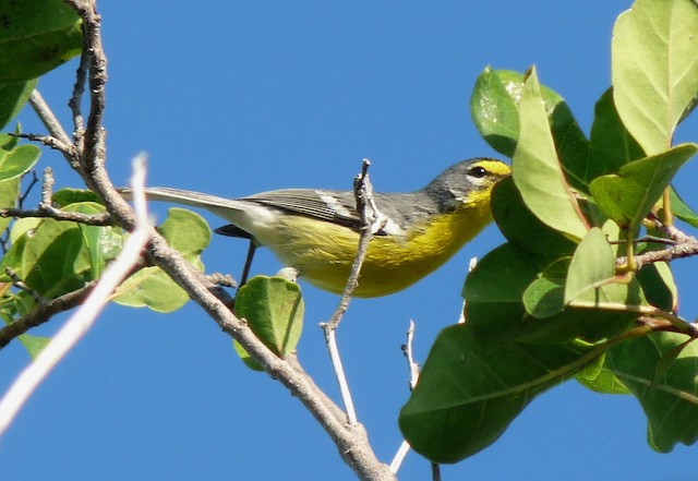 Adelaide's Warbler stretching to glean from a leaf. - Adelaide's Warbler - 