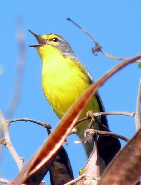 Male Adelaide's Warbler singing from an exposed perch. - Adelaide's Warbler - 