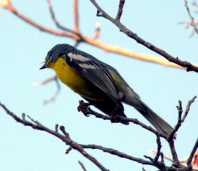 Chitburst display given on a territorial boundary. - Adelaide's Warbler - 