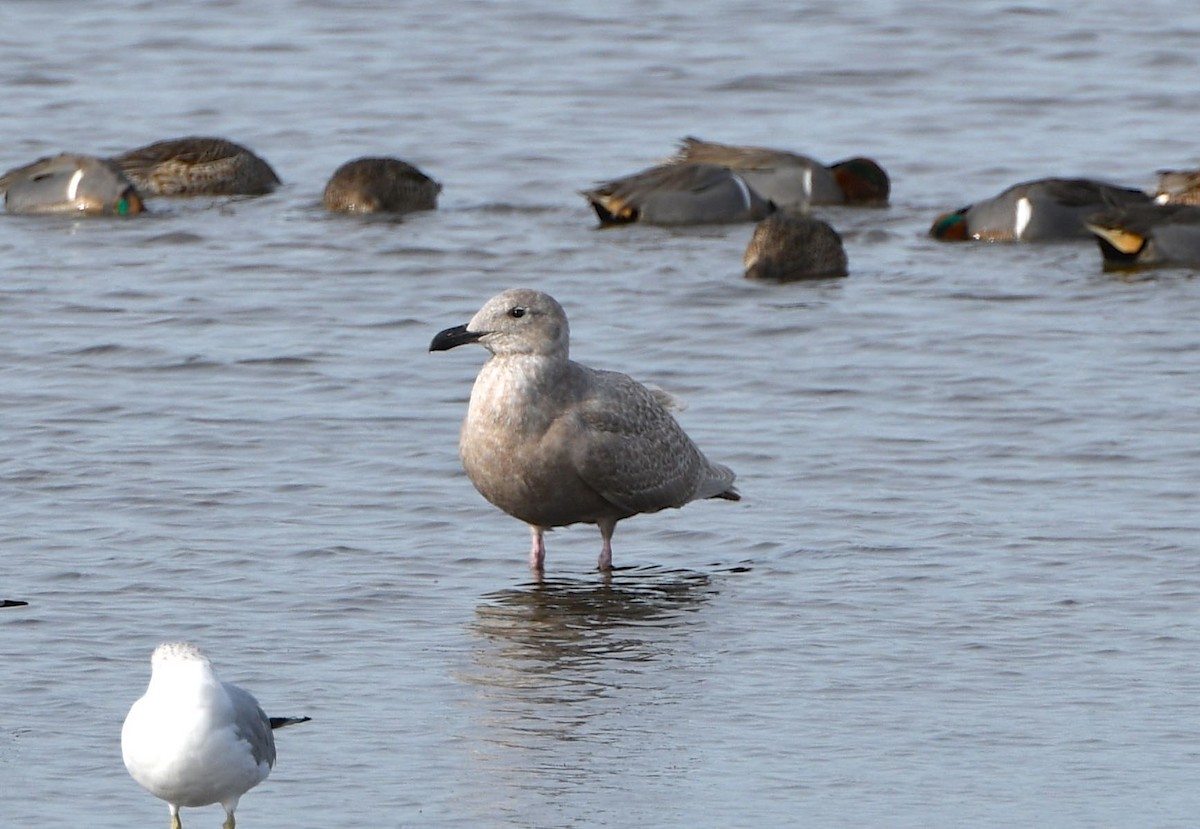 Glaucous-winged Gull - Sue Gragg
