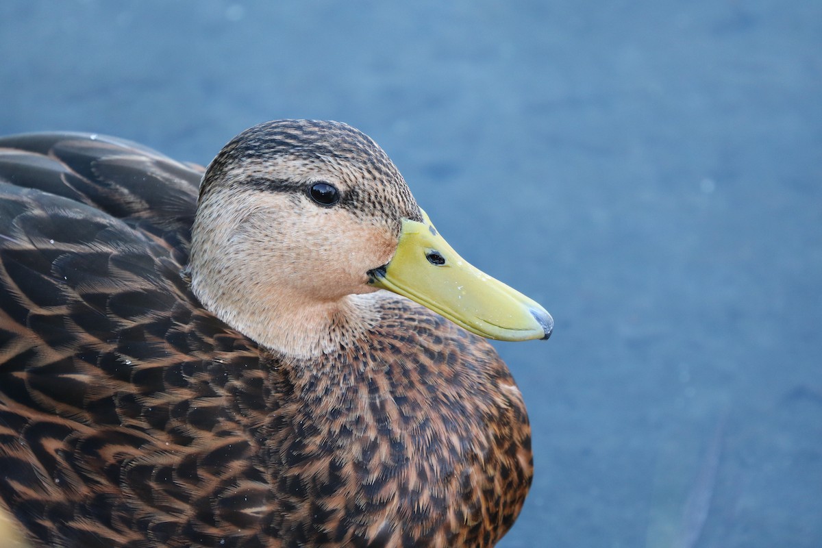 Mottled Duck - Oscar Wilhelmy