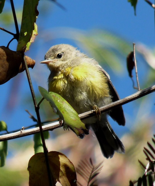 Adelaide's Warbler Fledgling of unknown age; it was still begging from parents.
