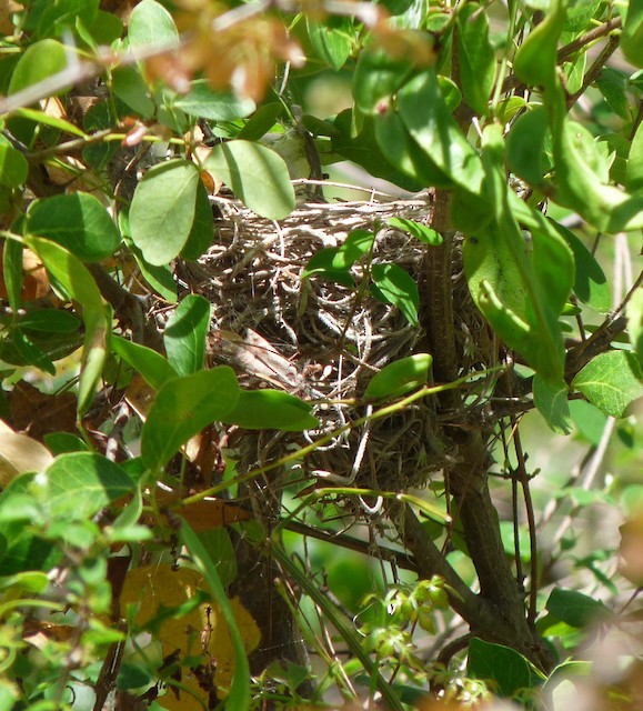 Adelaide's Warbler nest in a sapling at a height of about 2.5 m.&nbsp; - Adelaide's Warbler - 