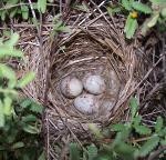 Adelaide's Warbler Nest containing 3 Adelaide's Warbler eggs.&nbsp;