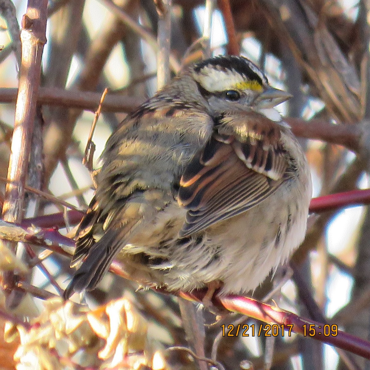 White-throated Sparrow - judy parrot-willis