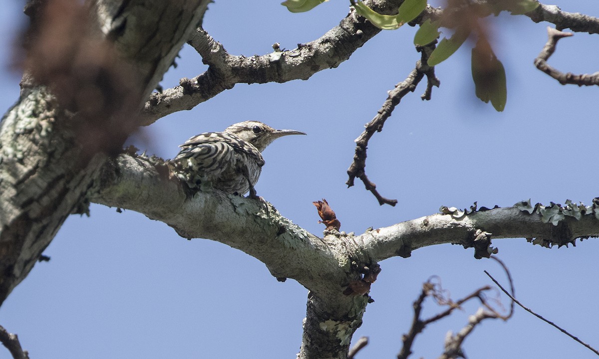 African Spotted Creeper - ML78950411