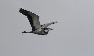  - Black-headed Heron