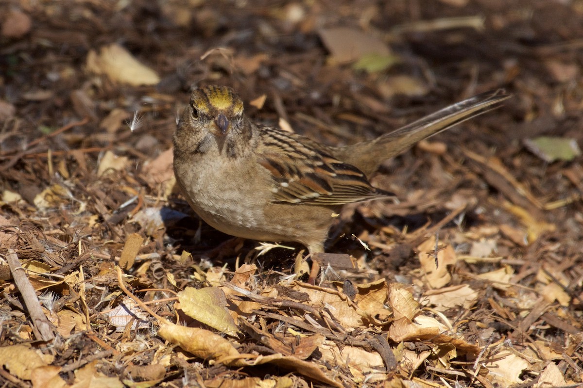 Golden-crowned Sparrow - ML78953741