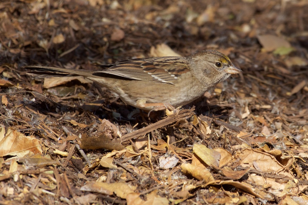 Golden-crowned Sparrow - ML78953761