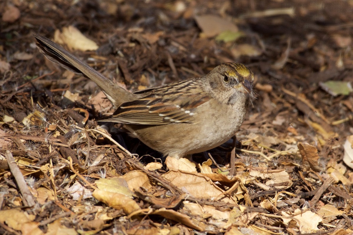 Golden-crowned Sparrow - ML78953791