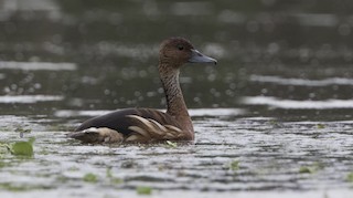 Fulvous Whistling-Duck, ML78954181