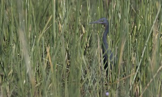  - Slaty Egret