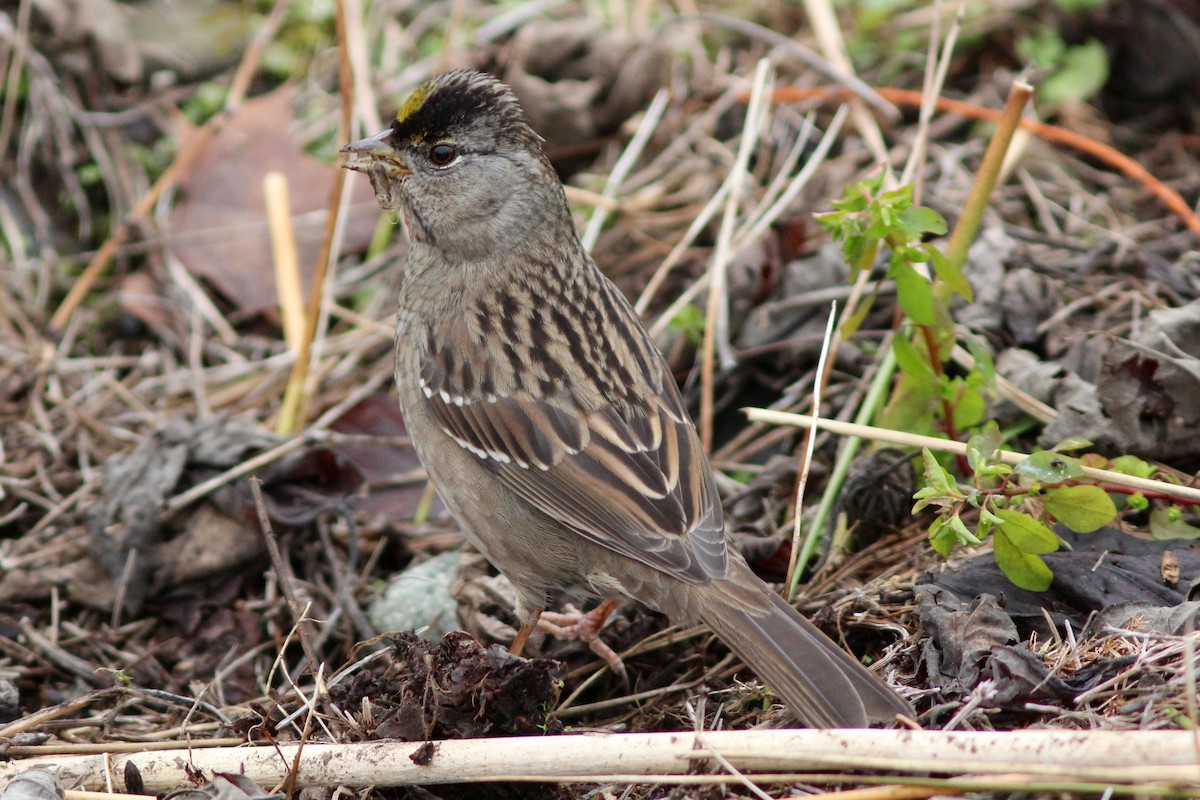 Golden-crowned Sparrow - ML78957671