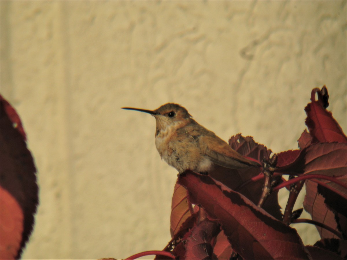 Allen's Hummingbird - ML78958911