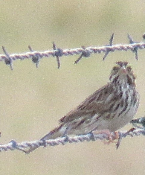 Savannah Sparrow - ML78958951