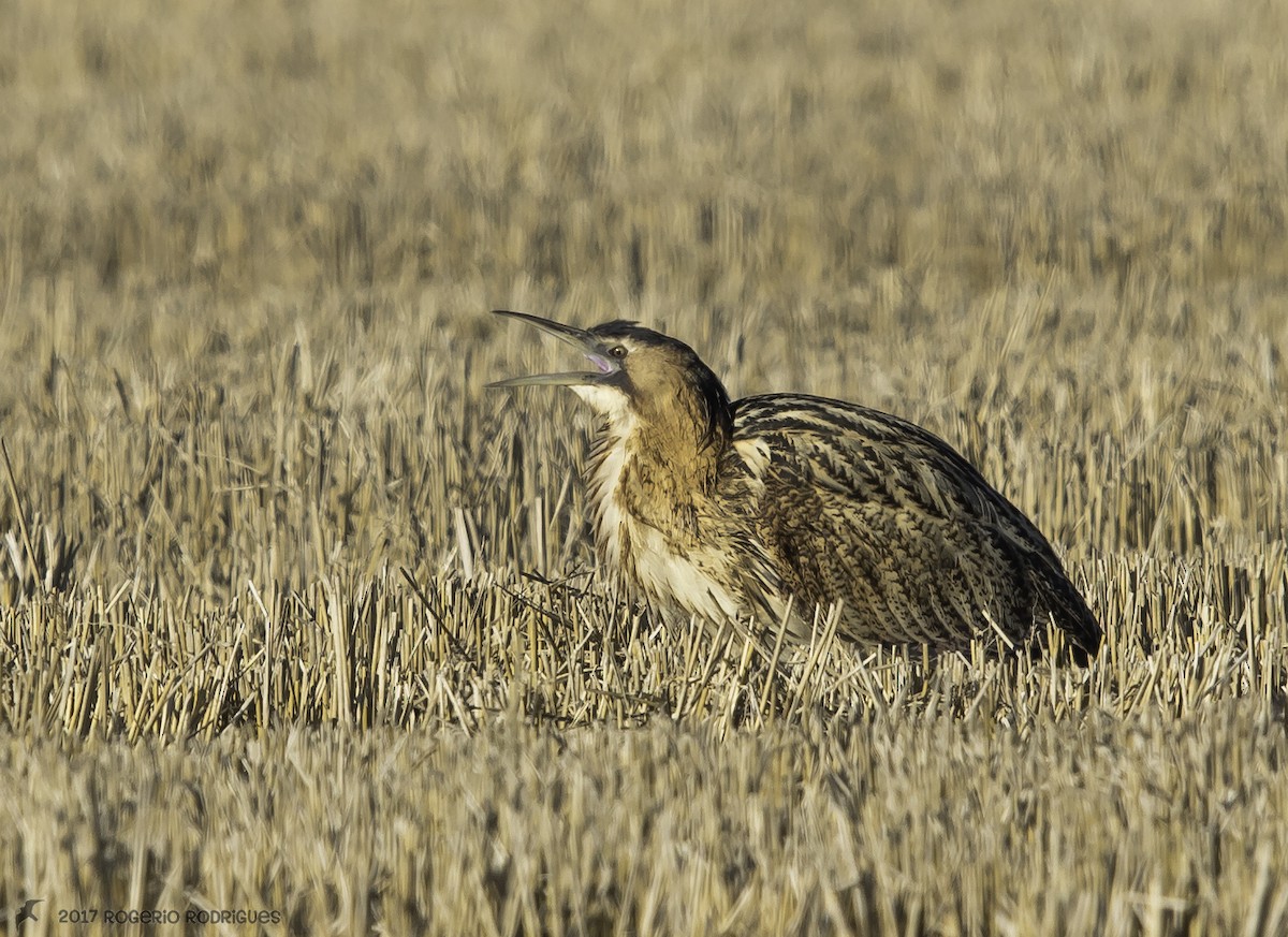 Great Bittern - Rogério Rodrigues