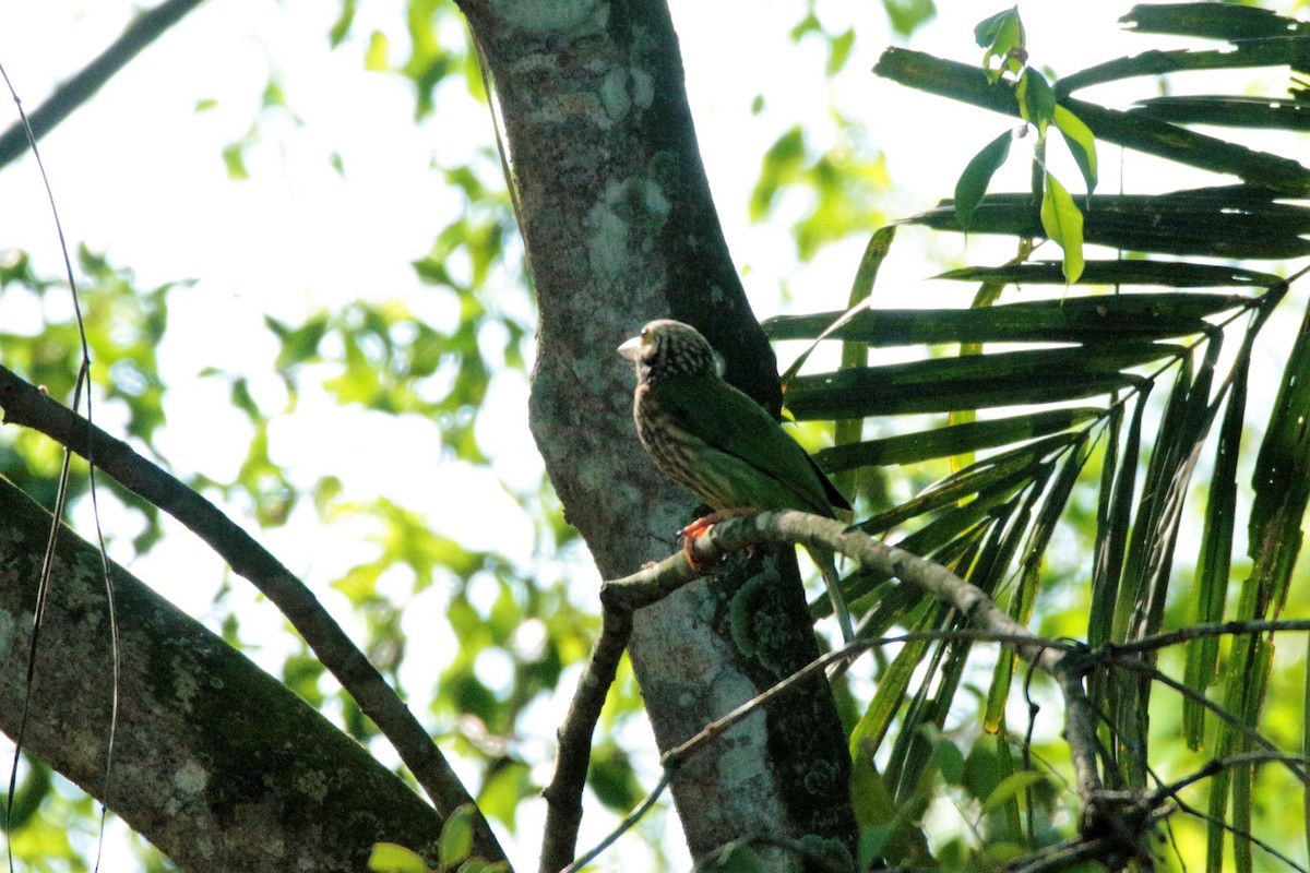 Lineated Barbet - Fadzrun A.