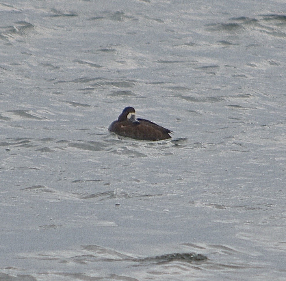 Greater Scaup - ML78964521