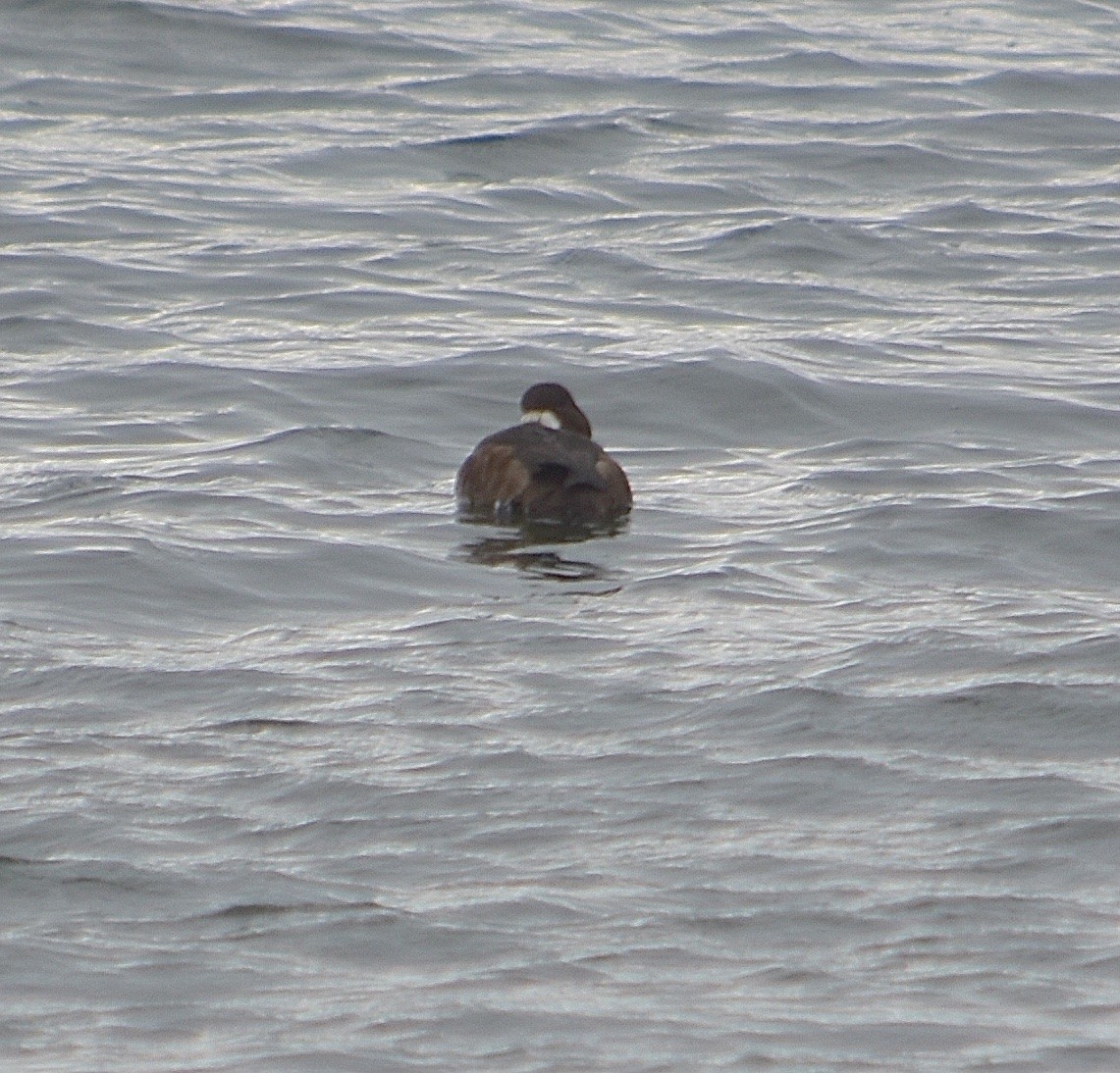 Greater Scaup - ML78964531