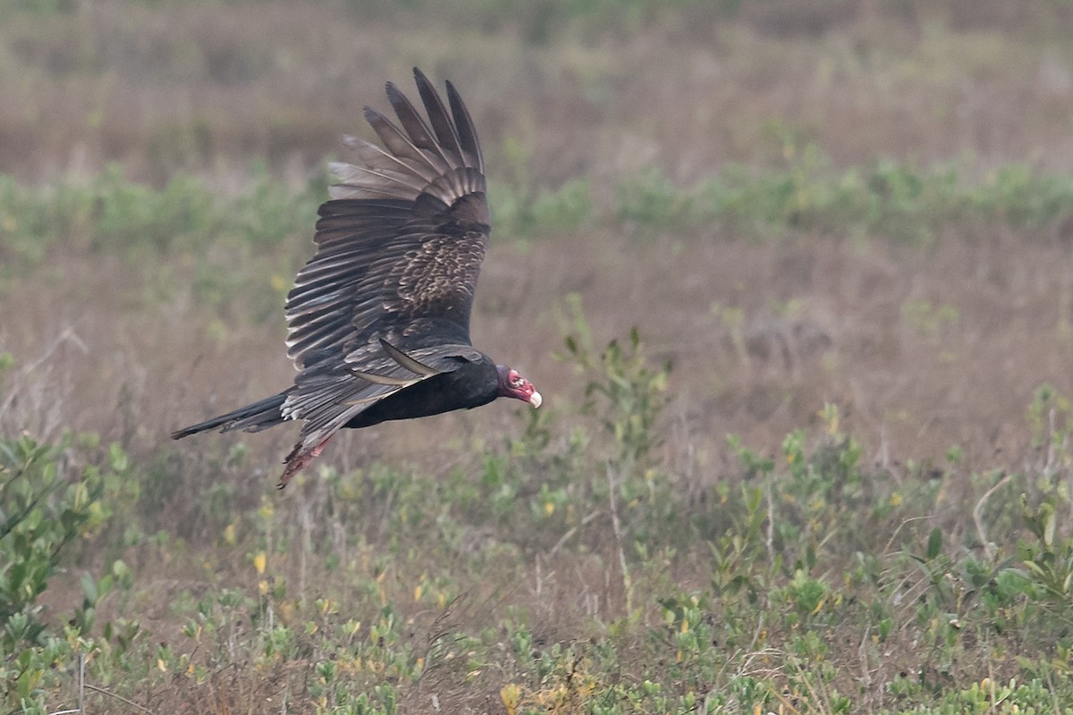 Turkey Vulture - ML78967381