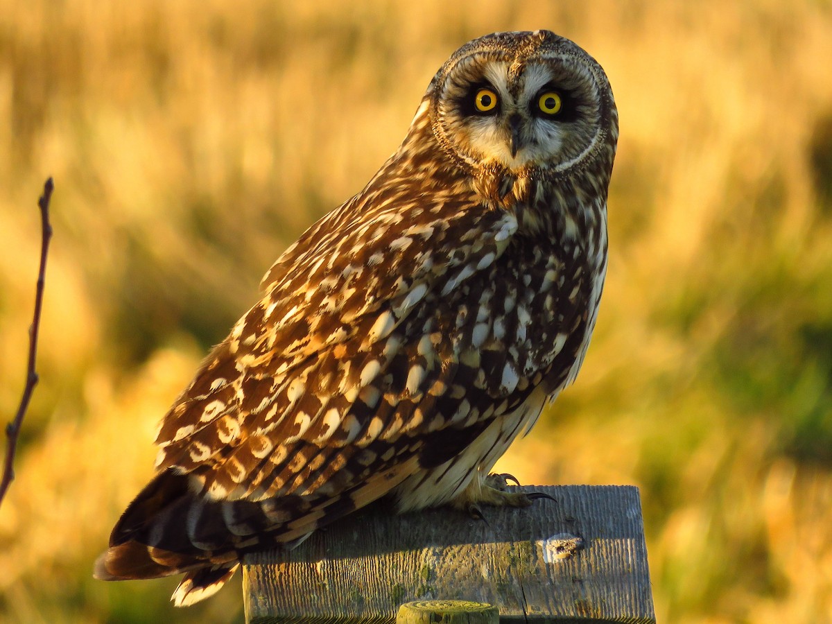 Short-eared Owl - Blair Dudeck