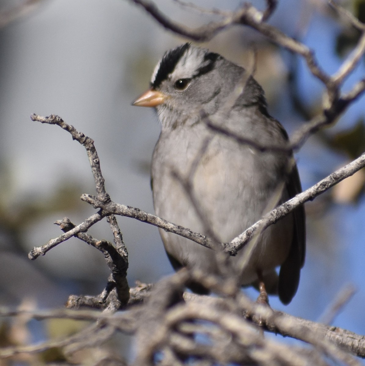 White-crowned Sparrow - ML78970721