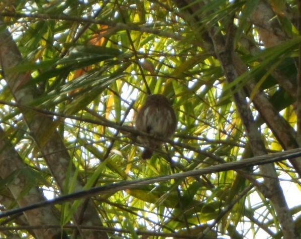 Ferruginous Pygmy-Owl - ML78972241