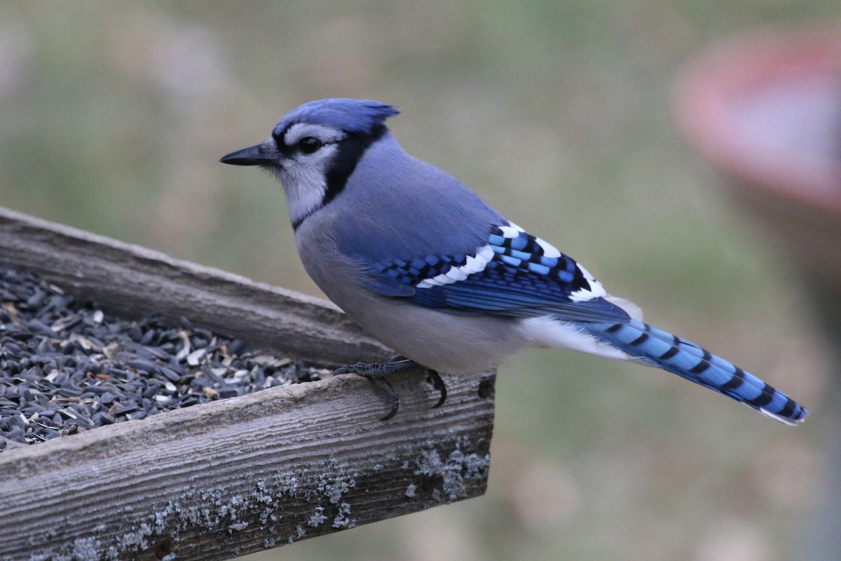 Blue Jay - Chad Witko