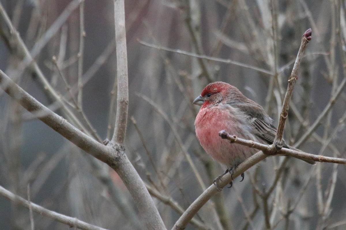 House Finch - Chad Witko