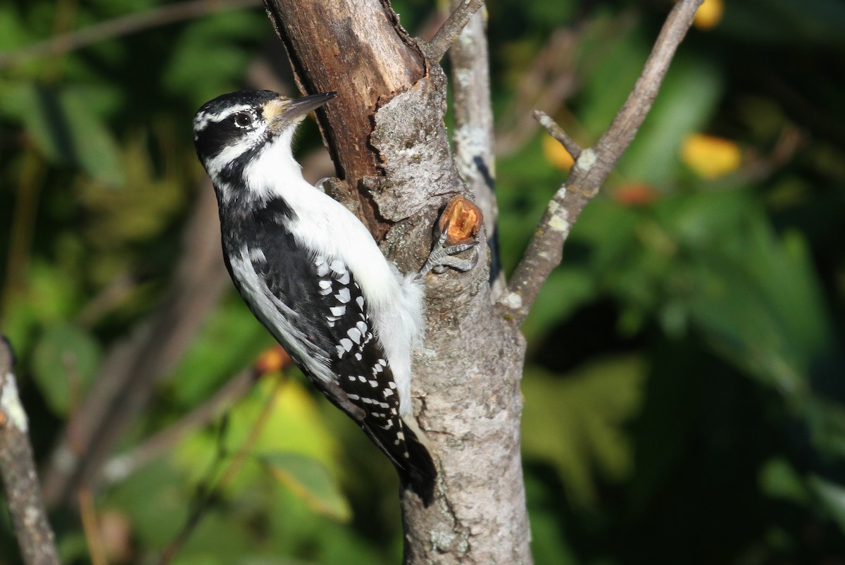 Hairy Woodpecker (Eastern) - Alex Lamoreaux
