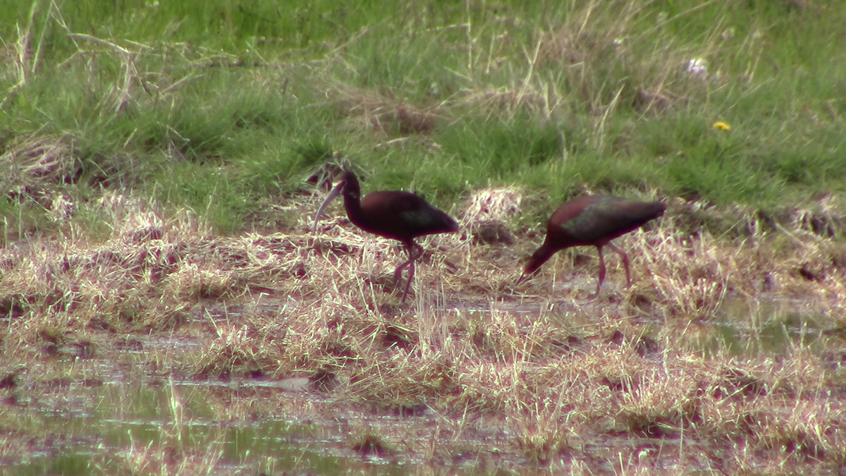 White-faced Ibis - The Lahaies