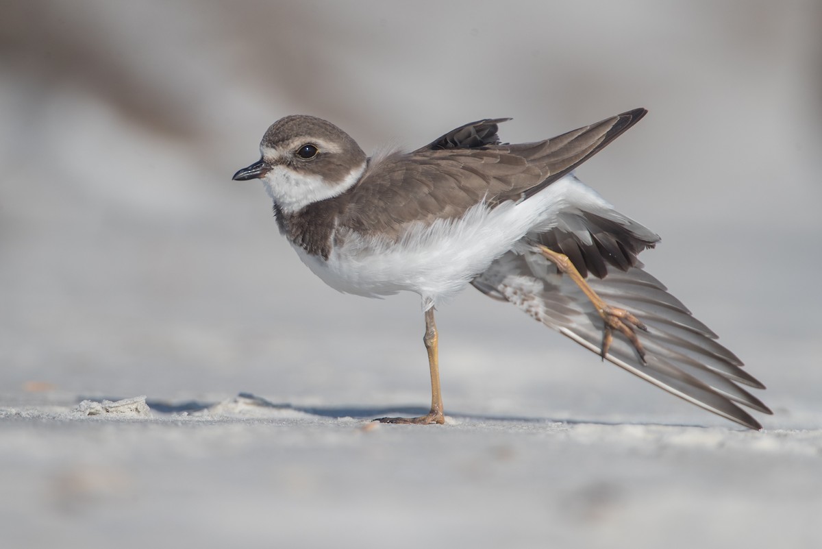 Semipalmated Plover - ML78977141