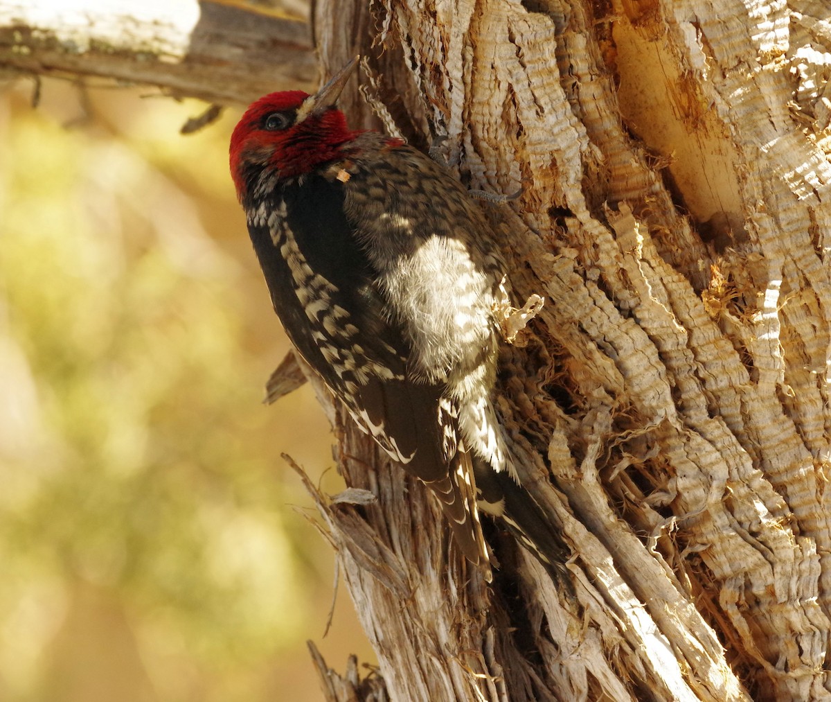 Red-breasted Sapsucker - Brooks Hart