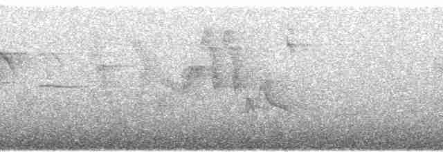 Тиранчик-довгохвіст жовточеревий - ML78979