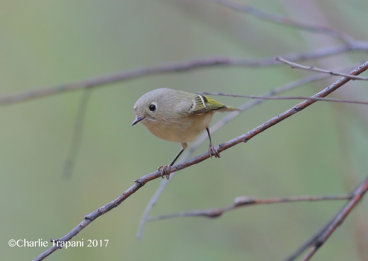 Ruby-crowned Kinglet - Charlie Trapani