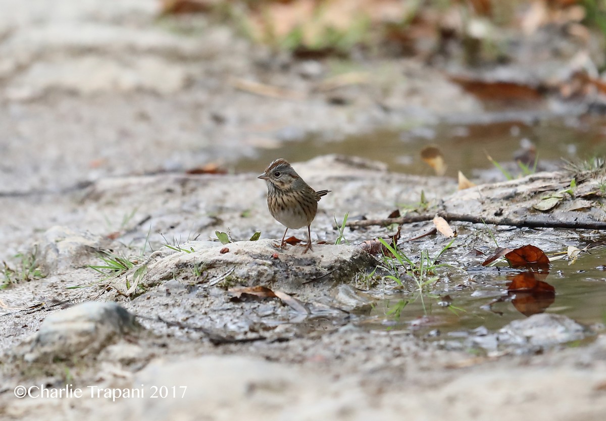 Lincoln's Sparrow - Charlie Trapani