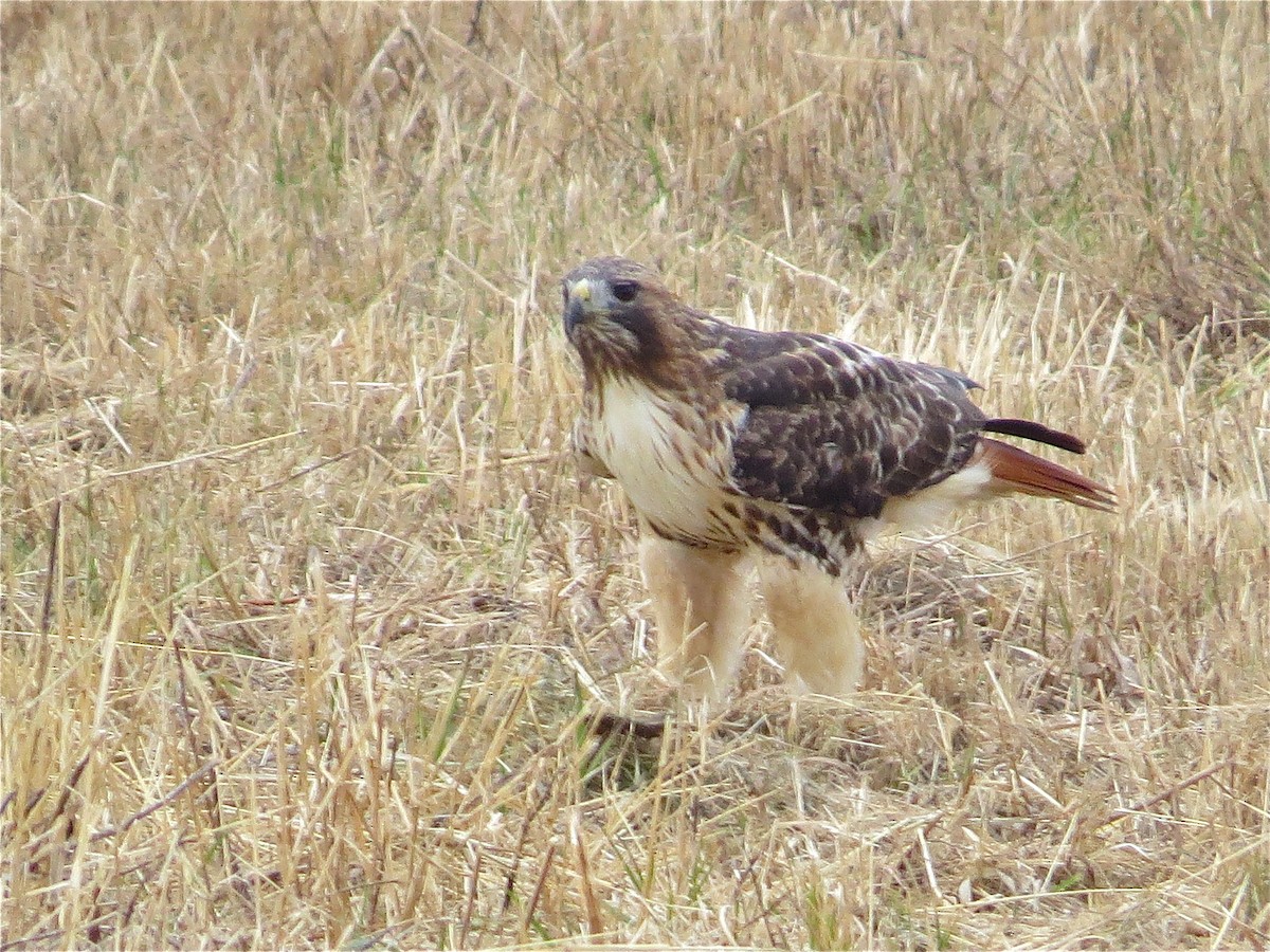Red-tailed Hawk - ML78980551