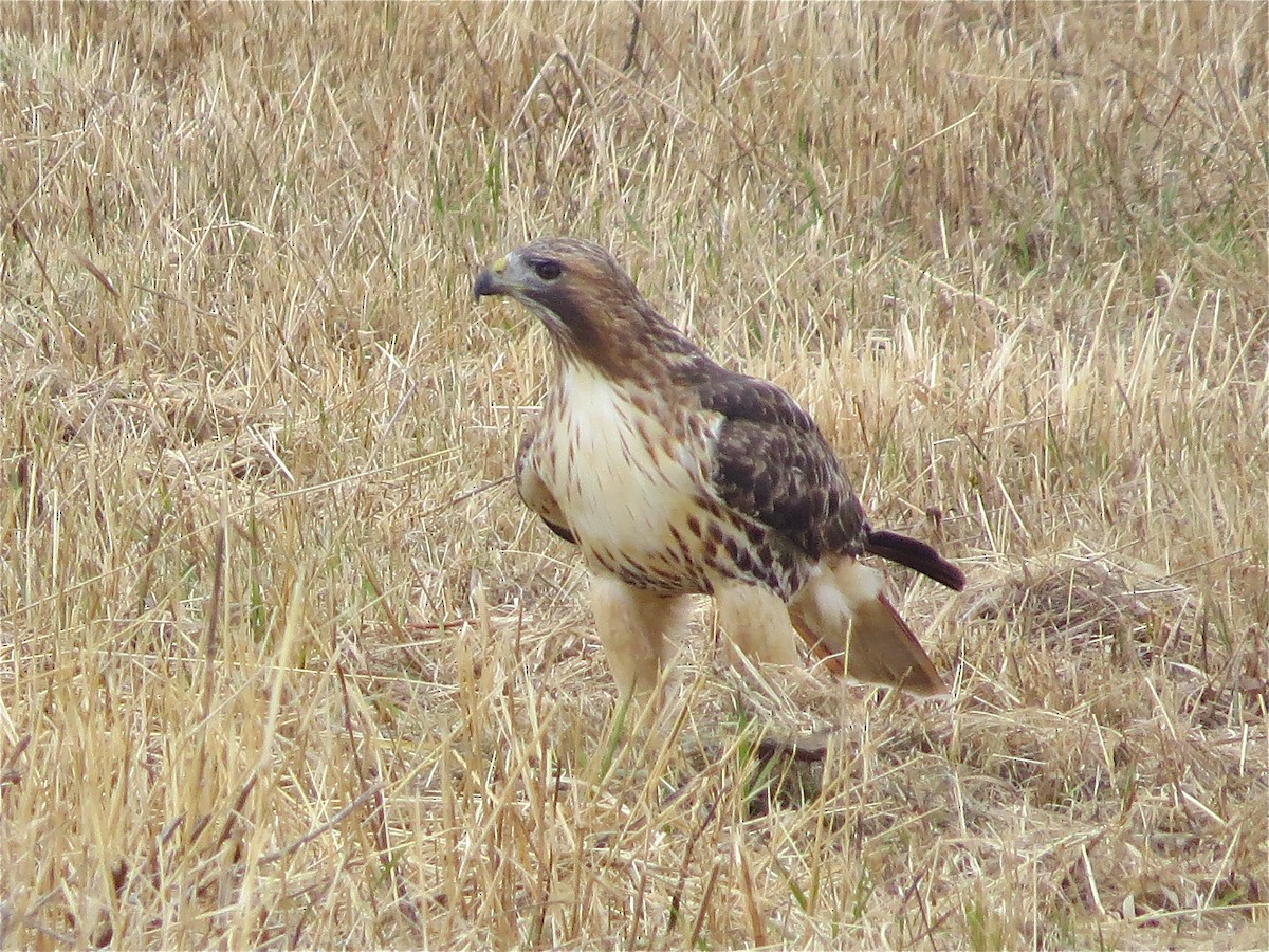 Red-tailed Hawk - ML78980691