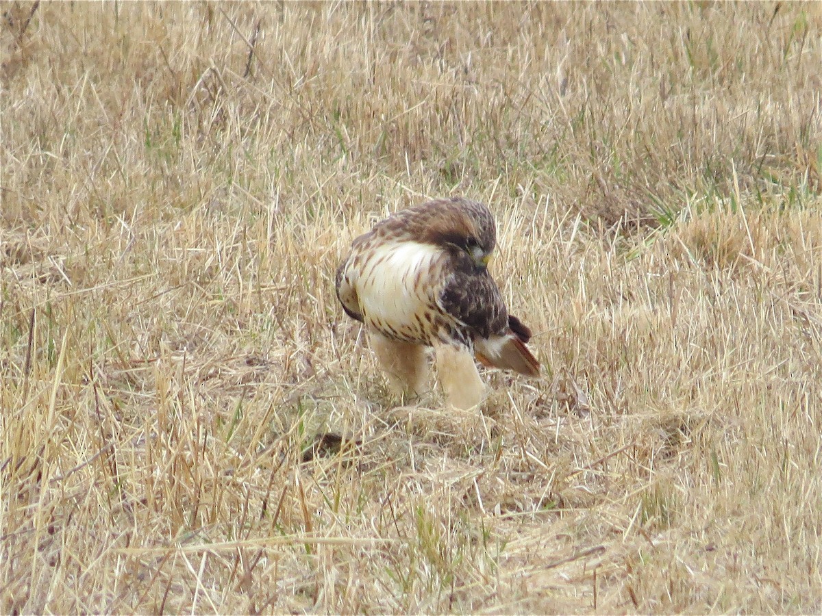 Red-tailed Hawk - ML78980711